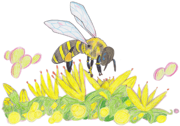 L'Abeille alchimiste