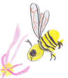 Abeille butine